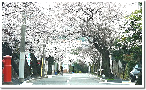 伐採前のさくら参道のさくら並木 伐採前のさくら参道のさくら並木